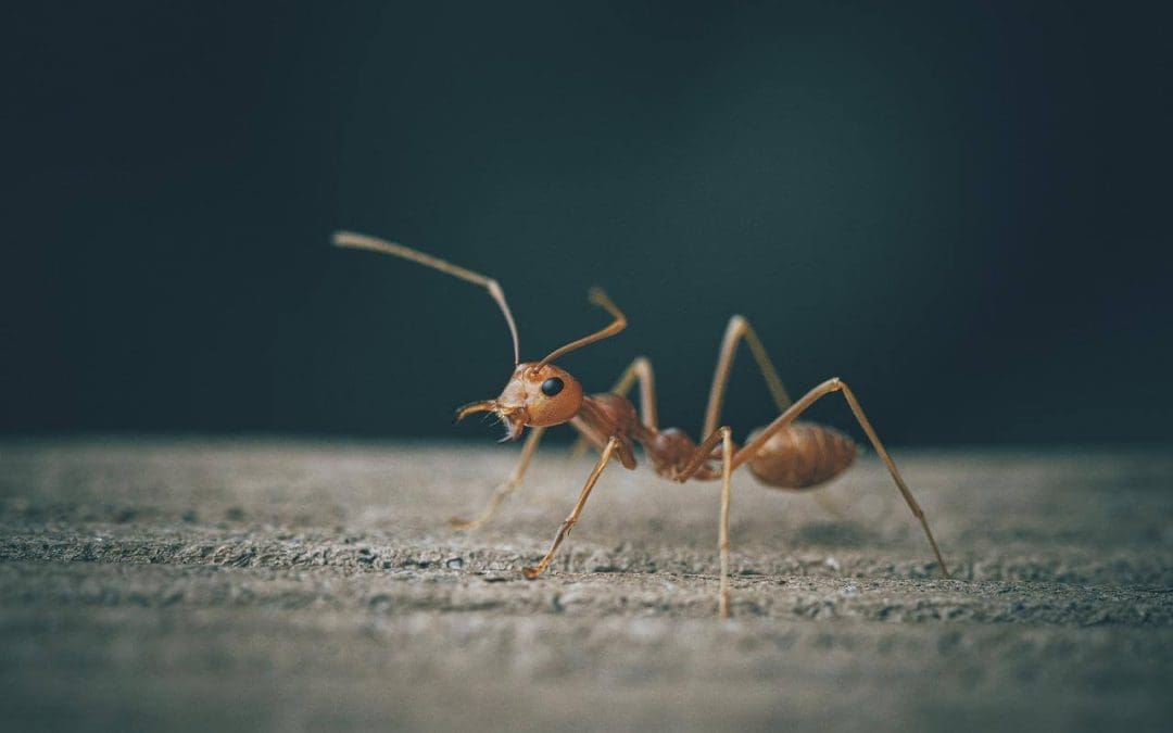 Prevent Pests in Your Home: Practical Strategies Every Homeowner Should Know