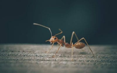 Prevent Pests in Your Home: Practical Strategies Every Homeowner Should Know